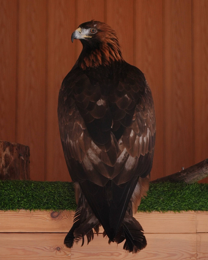 ������� ��������