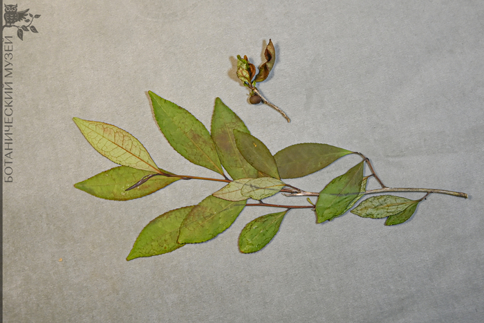 ������� ��������� (Camellia sinensis) � ������������ ������ ���������, 2024 ���. ��������� ������������� �������� ������������� ����� ��� ���.