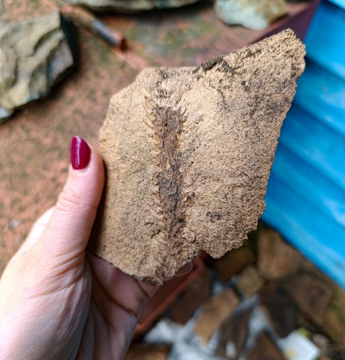 Отпечаток древнего растения. Фото А. Любаровой.