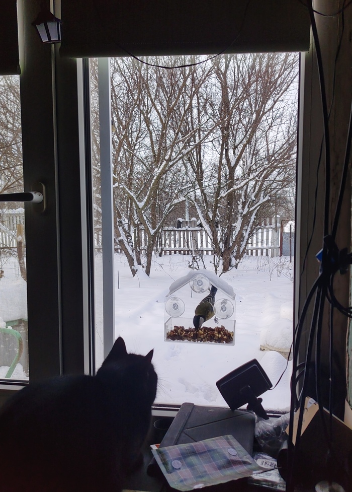 Кулинарное шоу