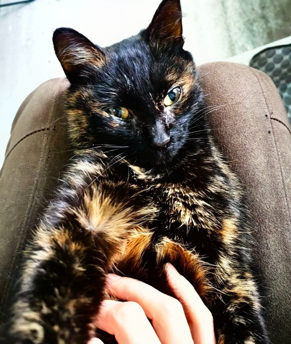 Continuation of the post Give Kisa some helpful advice or wishes for the New Year - Series About animals and more
, My, Animal Rescue, Concussion, cat, Poor man, Volunteering, Kindness, Good league, Cat lovers, Overexposure, Lost, Tricolor cat, Reply to post, Longpost