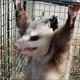 ������ ������������ RedOpossum