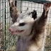 RedOpossum