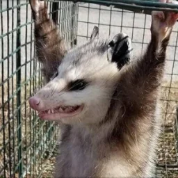 RedOpossum