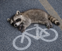 �������� �����