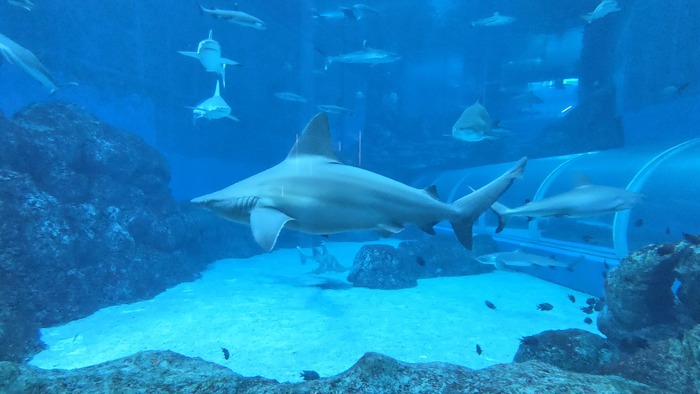 ������� �� ������ �������� �������� �� ������� � �������, ��� ������� �������� �� ��� ������� �������