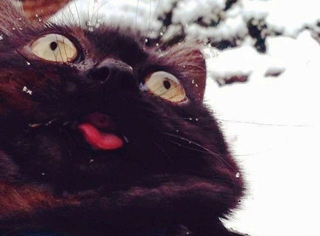 �������� �����