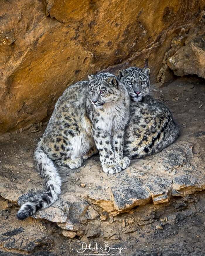 ����� ��������