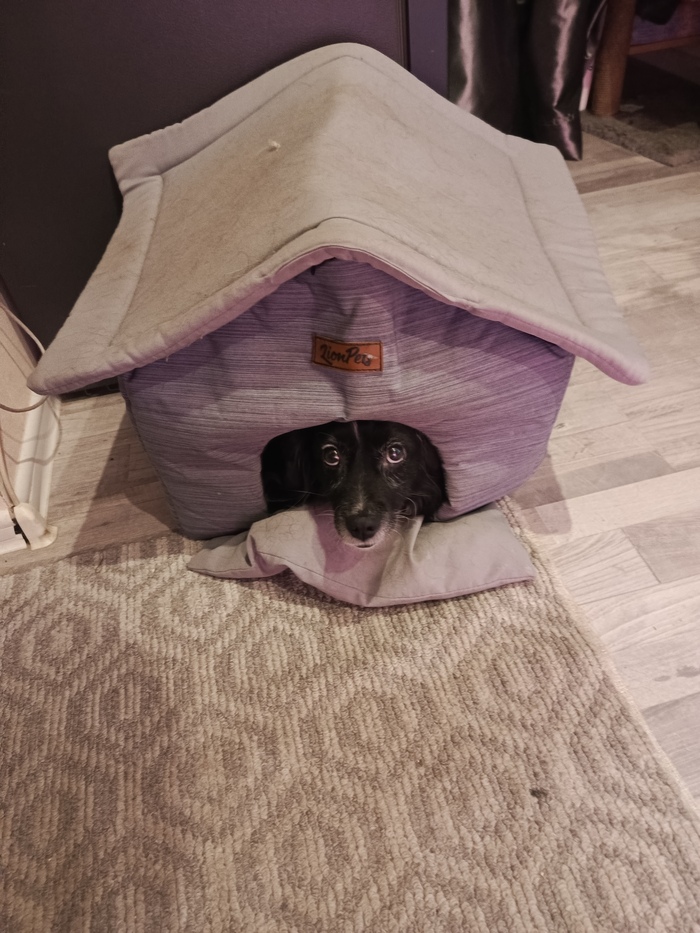 Важное умение для собаки , вовремя сделать несчастные глаза