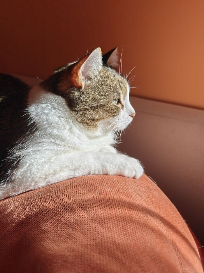 ��� ������