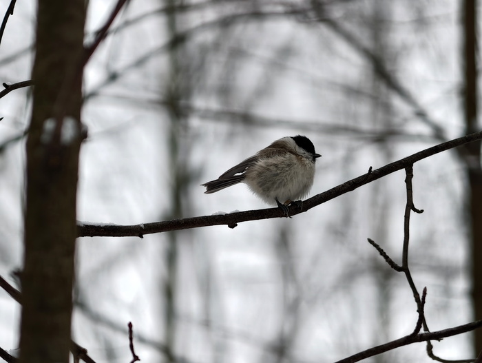 ��� ������� ������ ��� ������� ��������?