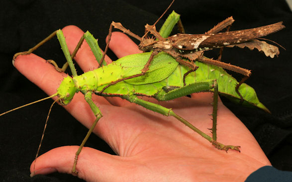 ����� � �����