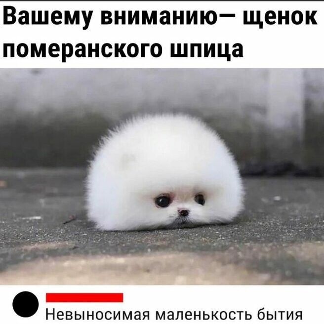 Милоты вам в ленту, друзья