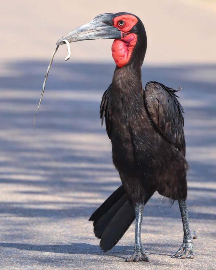 ������� ��������