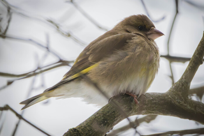 � ������� (���� �� ���� ��� ������� ��������)