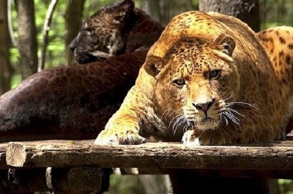 ����� (����� ���� ���)