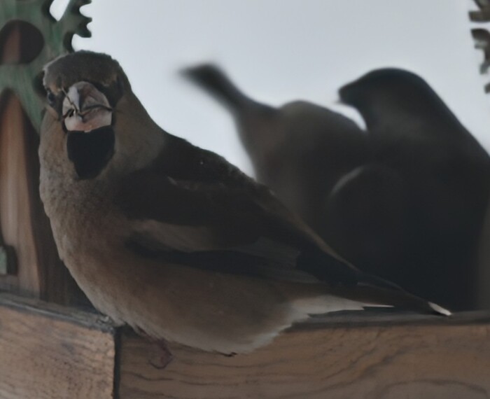 ������ ����������