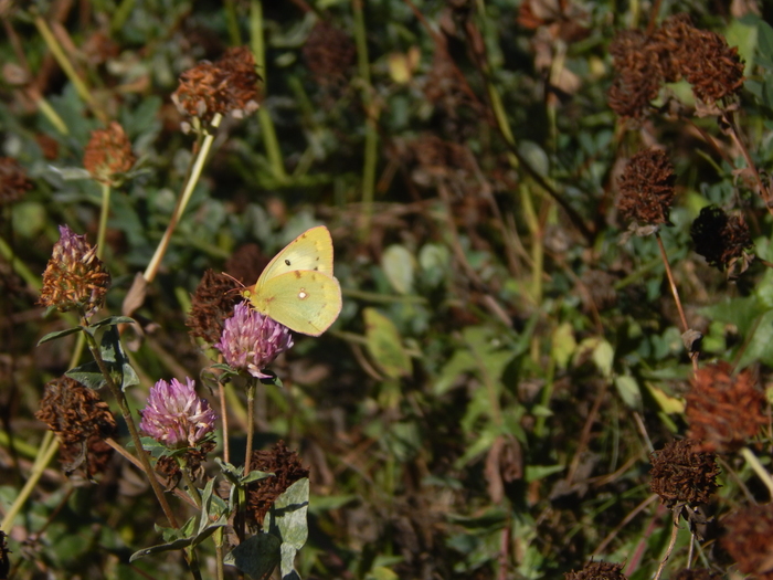 �������� �������.