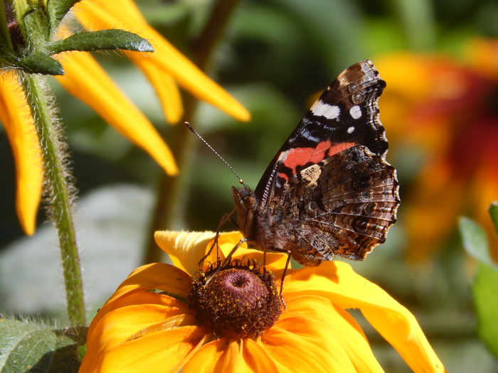 ������� �������� ��������