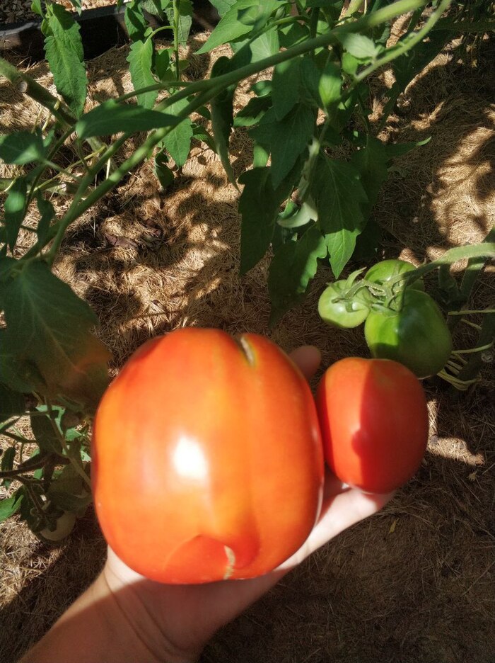 Де барао гигант