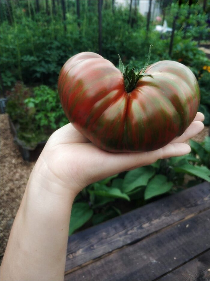 Полосатый шоколад