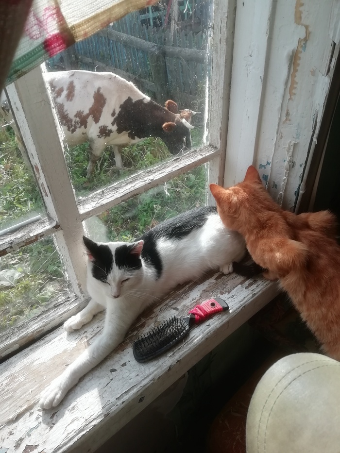 ��� �����