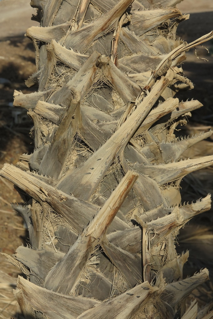 ����� ������-��� � ����������� �������� �������, �������. ���� O. Fragman-Sapir&nbsp; � ����� <!--noindex--><a href="https://pikabu.ru/story/palma__dum_13614632?u=http%3A%2F%2Finaturalist.org&t=inaturalist.org&h=36da29dc9fa38f53878b53b1ea8a2c5941d0e9cc" title="http://inaturalist.org" target="_blank" rel="nofollow noopener">inaturalist.org</a><!--/noindex-->.