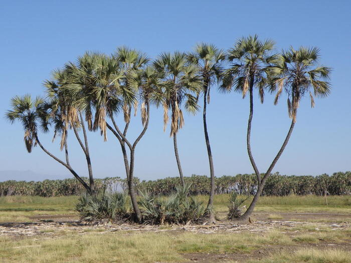 ������-��� � �������. ���� jean jacquesgodon � ����� <!--noindex--><a href="https://pikabu.ru/story/palma__dum_13614632?u=http%3A%2F%2Finaturalist.org&t=inaturalist.org&h=36da29dc9fa38f53878b53b1ea8a2c5941d0e9cc" title="http://inaturalist.org" target="_blank" rel="nofollow noopener">inaturalist.org</a><!--/noindex-->.