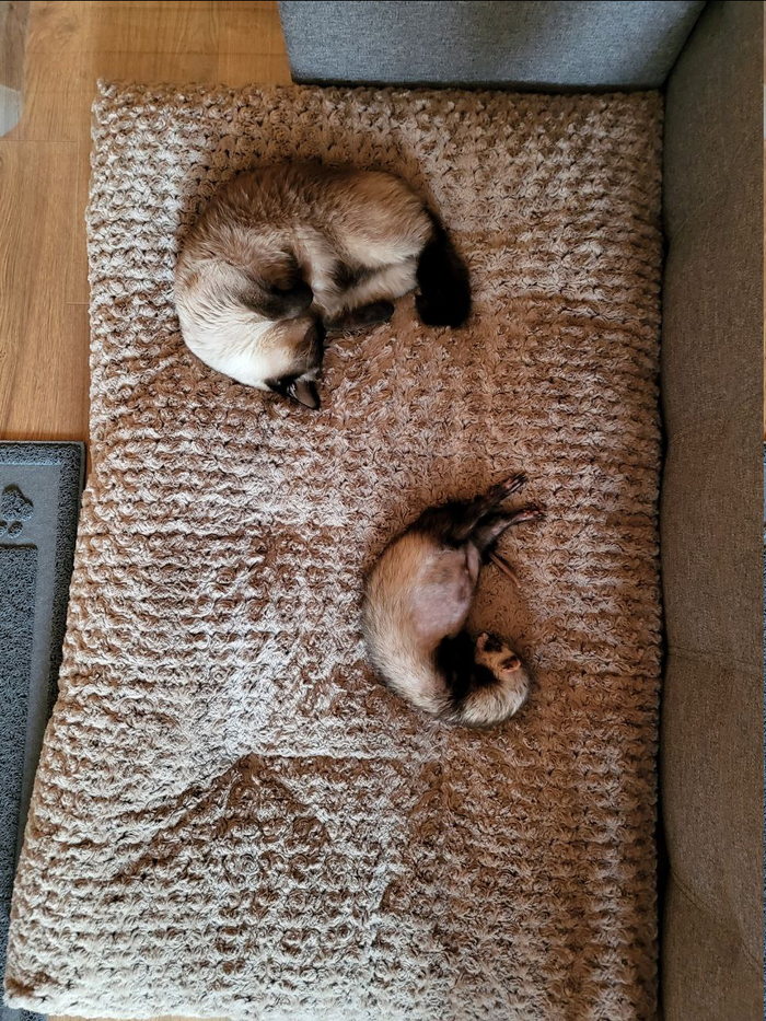 Жили не тужили