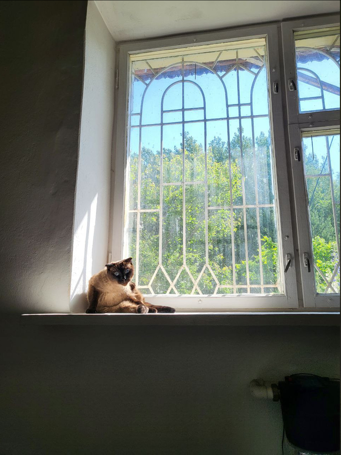 Увидите Бруню - передайте, что я до сих пор сижу на окне. И буду сидеть! Нет, не спущусь!