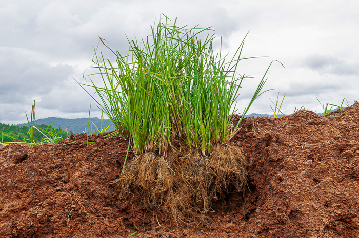 ������� � ��� �������� �������. ���� � ����� <!--noindex--><a href="https://pikabu.ru/story/poleznyie_vetiver_13617931?u=http%3A%2F%2Fdgrupservis.com&t=dgrupservis.com&h=039d333b5d0318da36878f0d6fba8226a1a922e3" title="http://dgrupservis.com" target="_blank" rel="nofollow noopener">dgrupservis.com</a><!--/noindex-->.