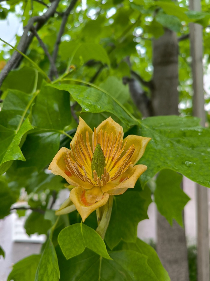 ����� � �������. ���� �. ��������.