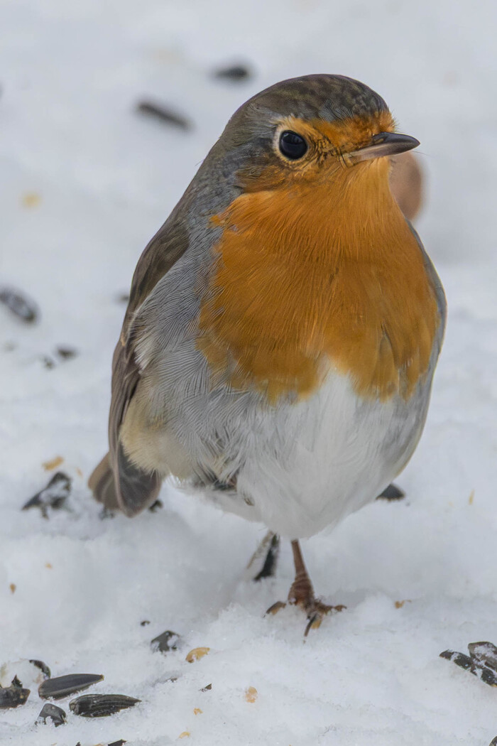 ��� �� ��������� ������) 