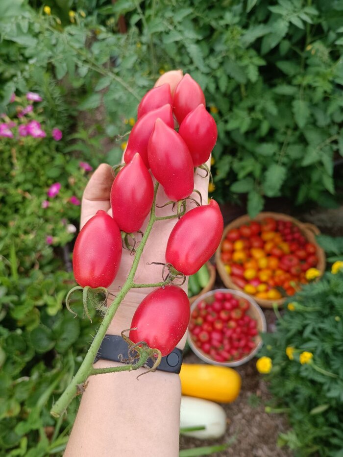 Сладкий фонтан