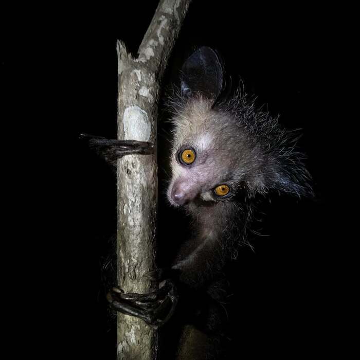 Не боитесь по ночам по лесу бродить?