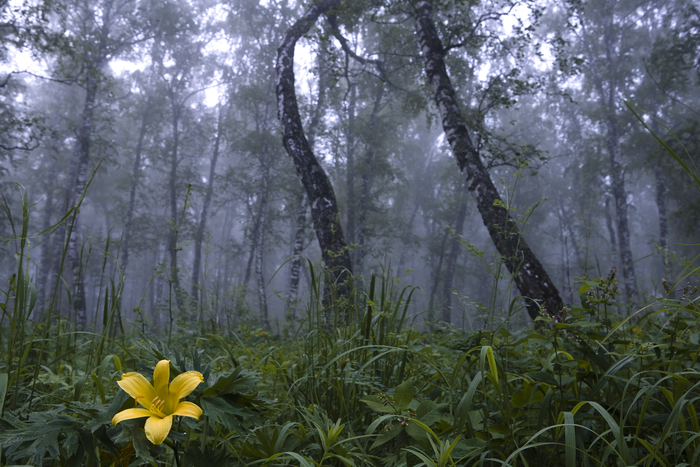 ����������, �������������