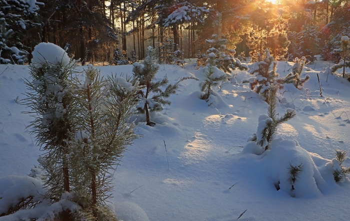 Солнечные лучи, вечер, зима...