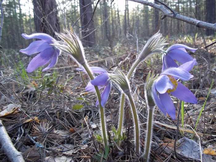 ����������� ����������