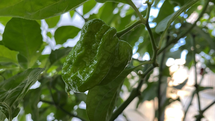 ������� "���������"