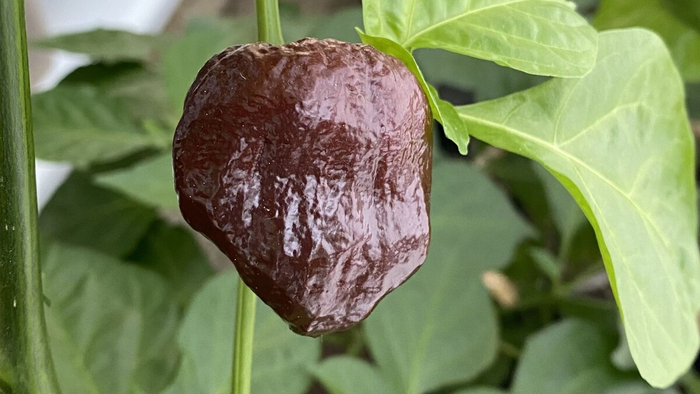 �� �� ��������� ��?