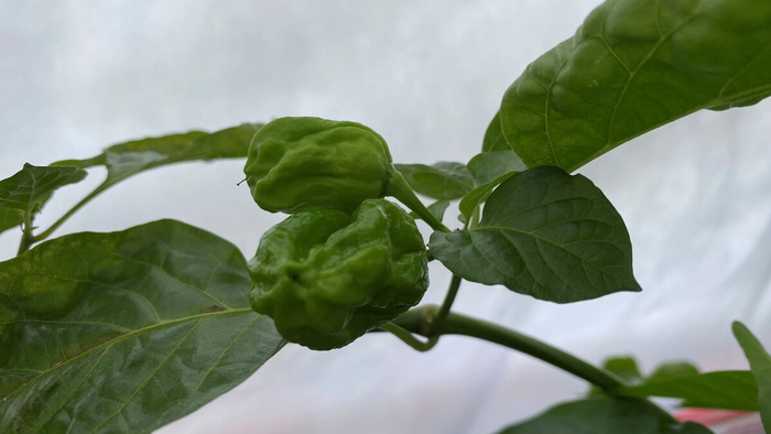 ���-�� ������ ��������� ������� 🐝