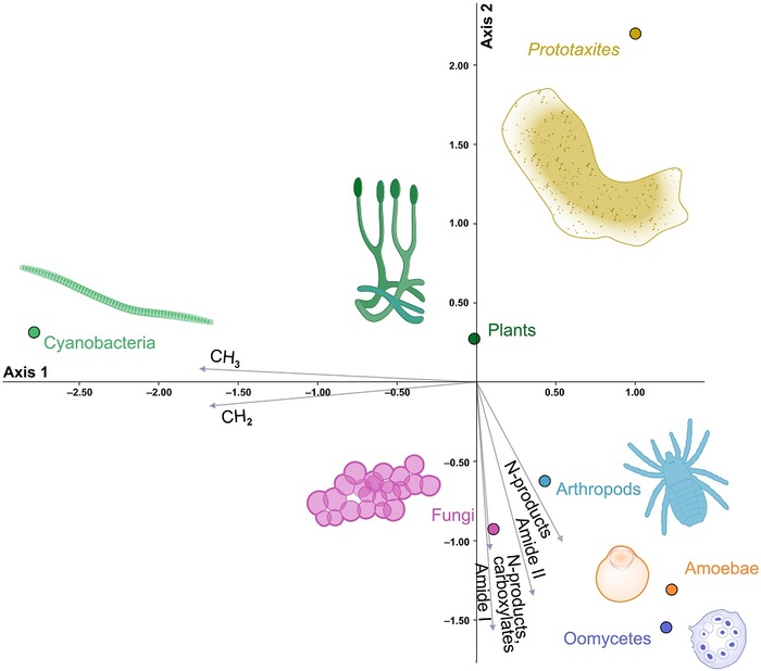 ������, �������������� ���������� �������� ����� Prototaxites � ������� ����������� ����������� (�������, ����������, ����������) �� �����-����.