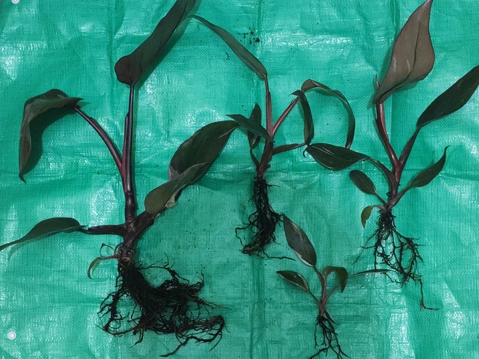 � �������� ���� ������ ������������.