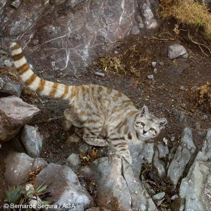 ������� ��� ������� �����������