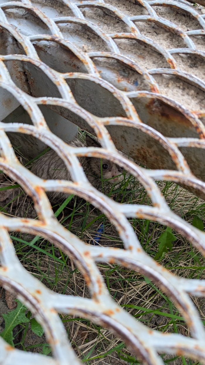 ������ �������