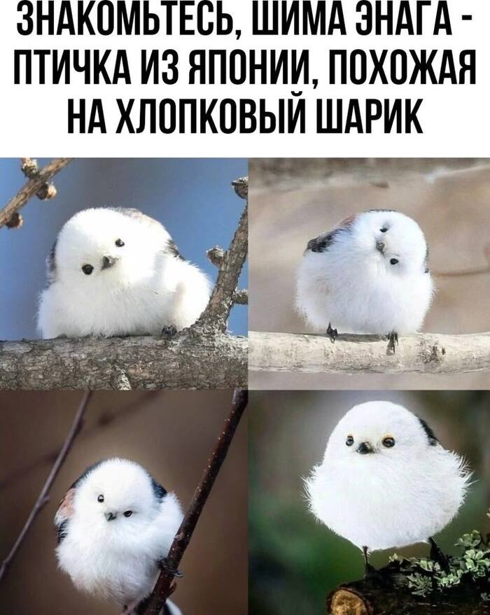 Комочек счастья