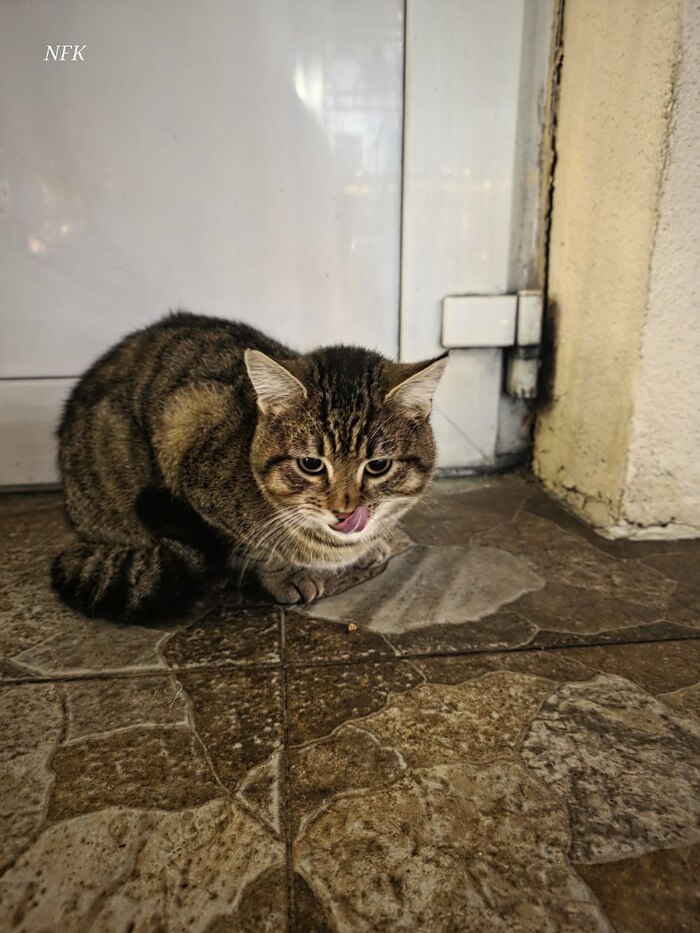 Страж магазина