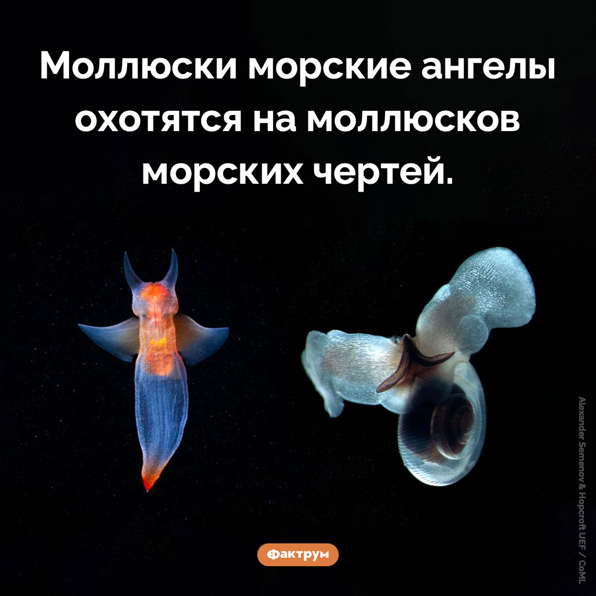 Подборка интересных фактов № 229 - Моё, Картинка с текстом, Познавательно, Подборка, Факты, Фактрум, Хочу все знать