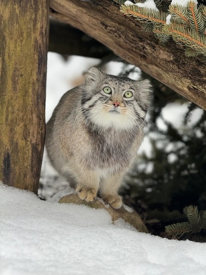 ��� ����, ��� ������ "�������"