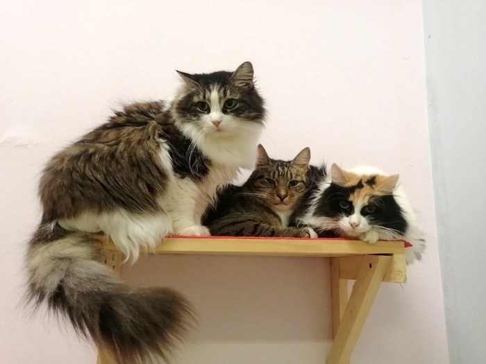 ��������� - �����, ��� � ����